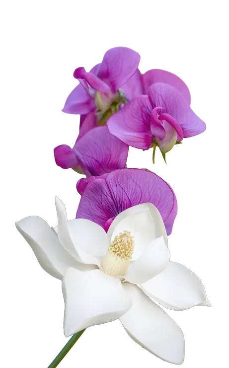 Healing Hands Holistic Care